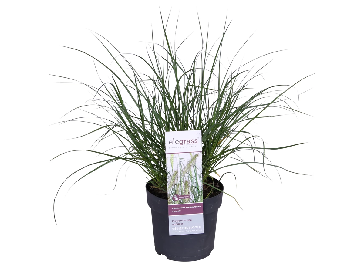 PEALHAME14_plant.jpg