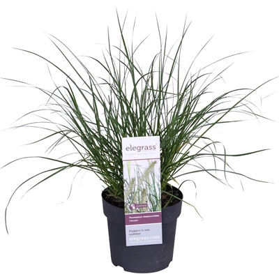 PEALHAME14_plant.jpg