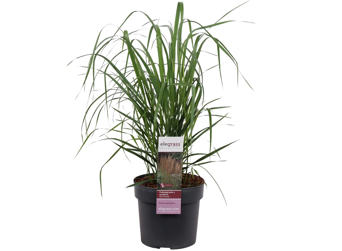 Calamagrostis-x-Karl-Foester.jpg