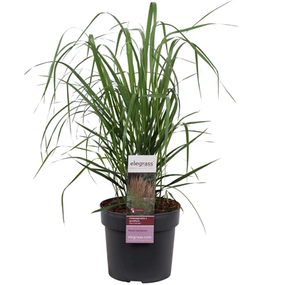 Calamagrostis-x-Karl-Foester.jpg