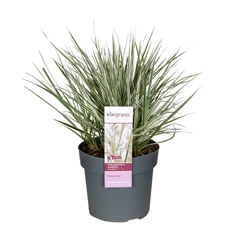 Calamagrostis-x-Overdam.jpg