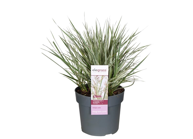 Calamagrostis-x-Overdam.jpg