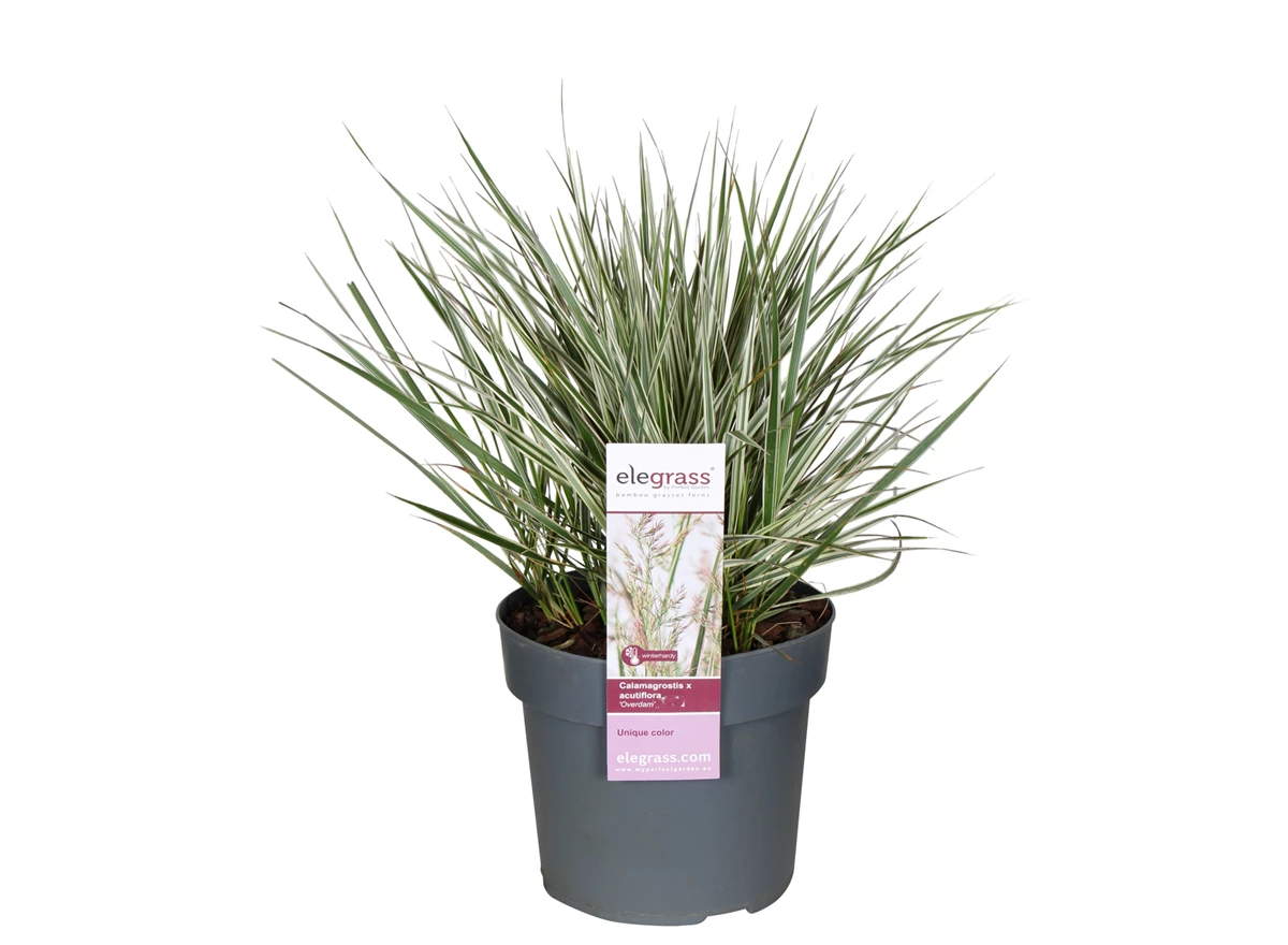 Calamagrostis-x-Overdam.jpg