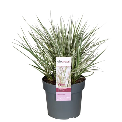 Calamagrostis-x-Overdam.jpg
