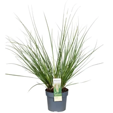 Cortaderia Evita.jpg