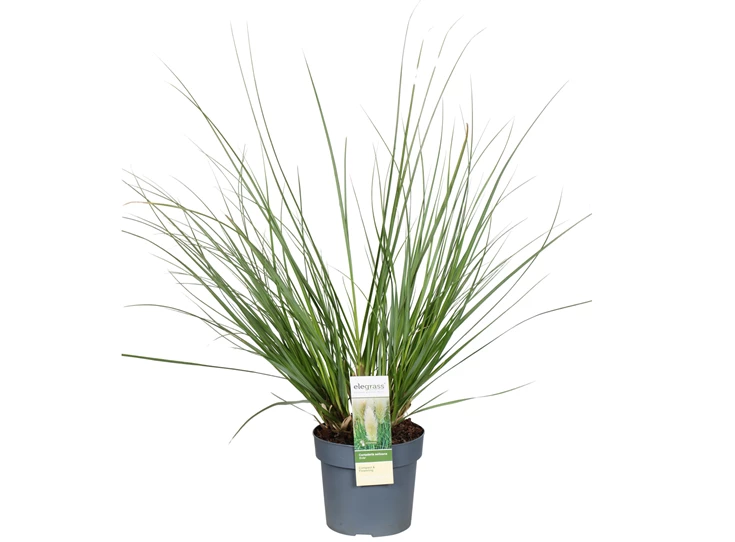 Cortaderia Evita.jpg