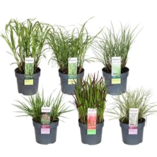 Grassen mix laag Hardy Ornamentals 2.jpg