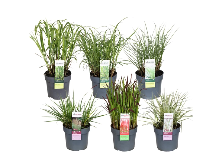 Grassen mix laag Hardy Ornamentals 2.jpg