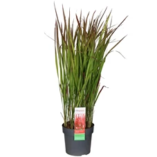 Imperata-cylindrica-Red-Baron.jpg