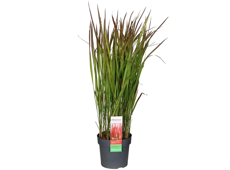 Imperata-cylindrica-Red-Baron.jpg