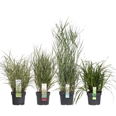 Miscanthus mix laag los _01.jpg