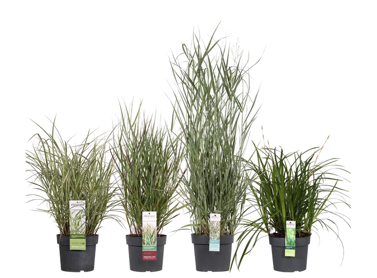 Miscanthus mix laag los _01.jpg