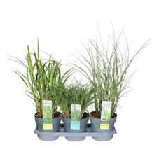 Miscanthus-mix-tray.jpg