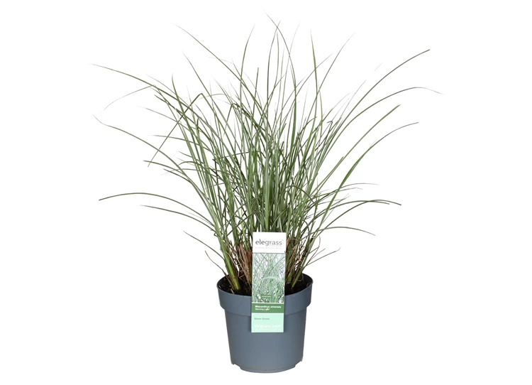 Miscanthus-sinensis-Morning-Light.jpg