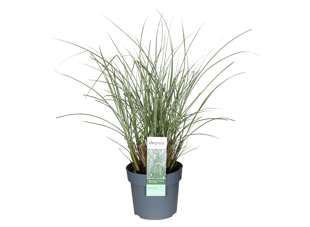 Miscanthus-sinensis-Morning-Light.jpg