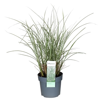 Miscanthus-sinensis-Morning-Light.jpg