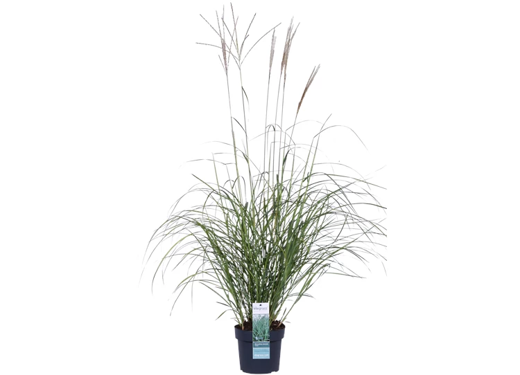 Miscanthus sinensis Adagio_01.png