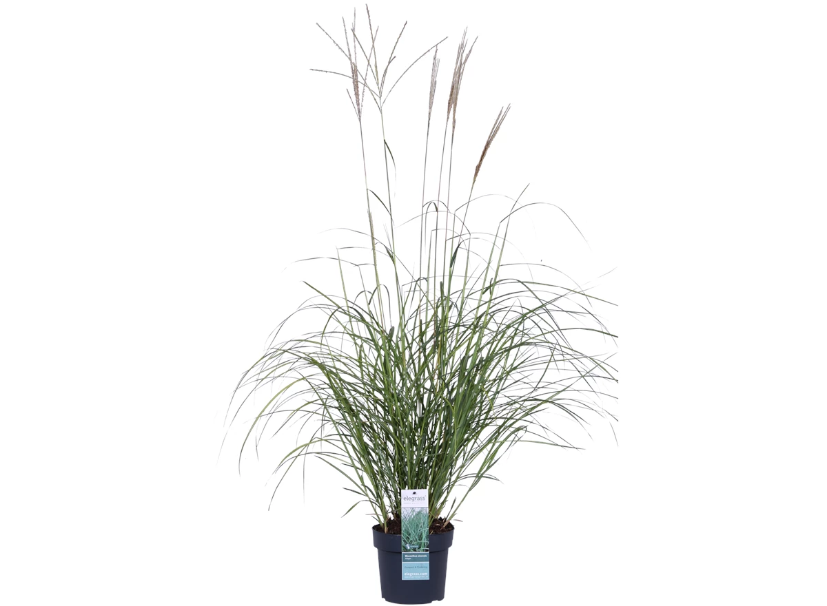 Miscanthus sinensis Adagio_01.png