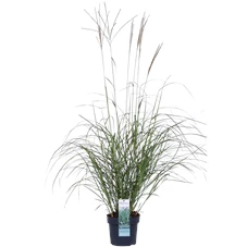 Miscanthus sinensis Adagio_01.png