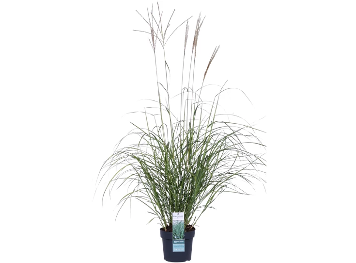 Miscanthus sinensis Adagio_01.png