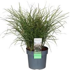 Miscanthus-sinensis-Cute-One.jpg
