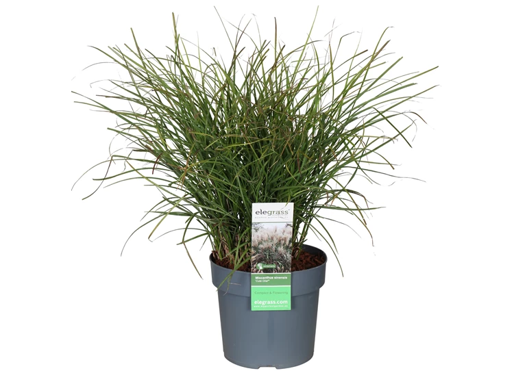 Miscanthus-sinensis-Cute-One.jpg