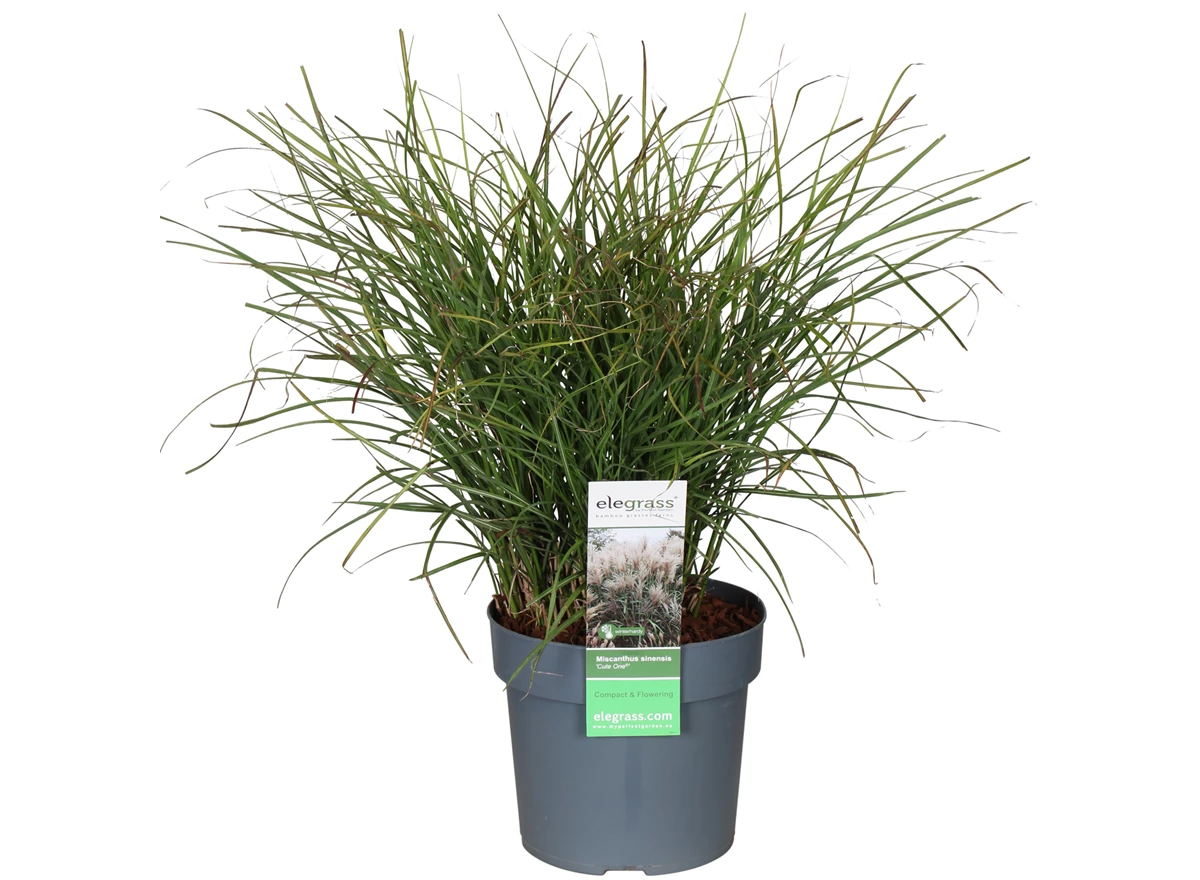 Miscanthus-sinensis-Cute-One.jpg