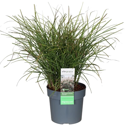 Miscanthus-sinensis-Cute-One.jpg