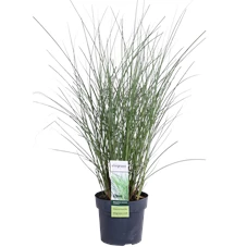 Miscanthus sinensis Gracillimus_02.png