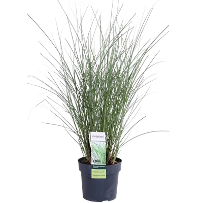 Miscanthus sinensis Gracillimus_02.png