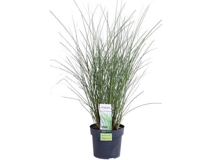 Miscanthus sinensis Gracillimus_02.png