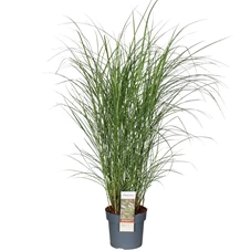 Miscanthus-sin-Kleine-Silberspinne_5ewi1h.jpg