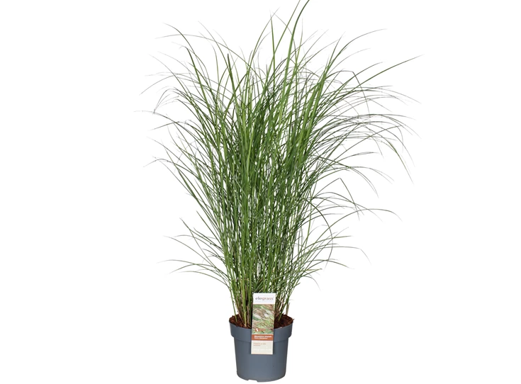 Miscanthus-sin-Kleine-Silberspinne_5ewi1h.jpg