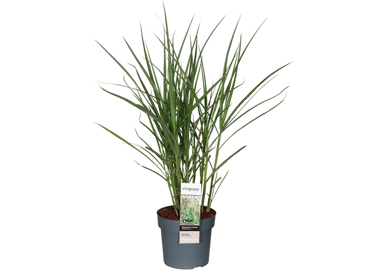 Miscanthus-sinensis-Malepartus.jpg