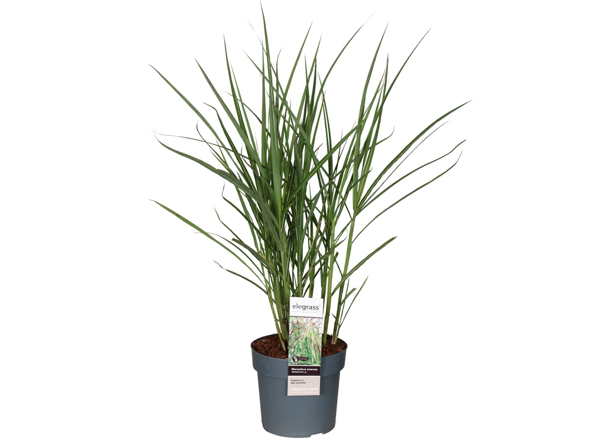 Miscanthus-sinensis-Malepartus.jpg