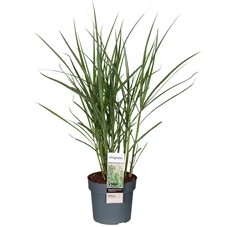 Miscanthus-sinensis-Malepartus.jpg