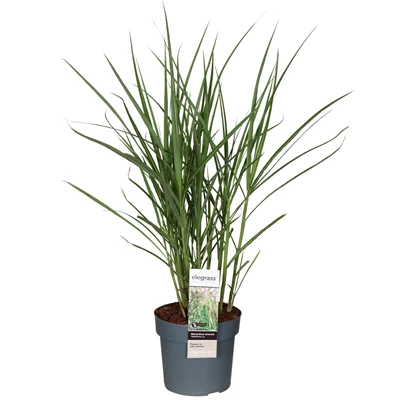 Miscanthus-sinensis-Malepartus.jpg
