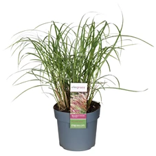 Miscanthus-sinensis-Red-Chief.jpg