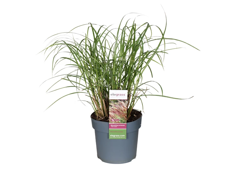 Miscanthus-sinensis-Red-Chief.jpg