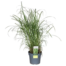 Miscanthus-sinensis-Strictus-Dwarf.jpg