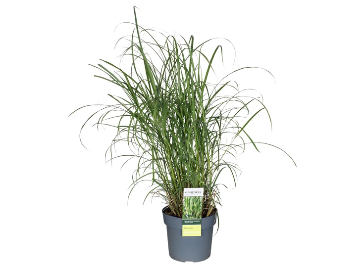Miscanthus-sinensis-Strictus-Dwarf.jpg