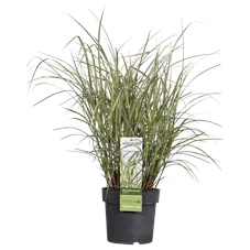 Miscanthus sinensis Variegatus _01.png