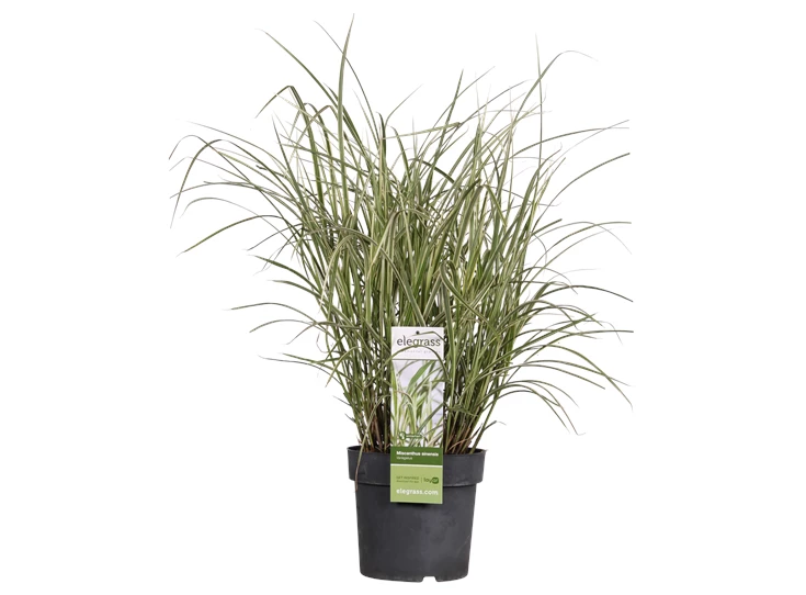 Miscanthus sinensis Variegatus _01.png