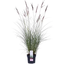 Miscanthus sinensis Ferner Osten_01.png