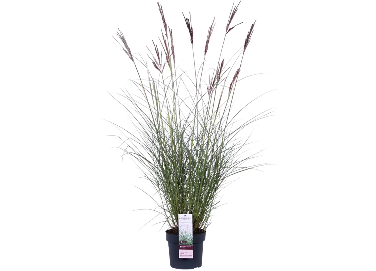 Miscanthus sinensis Ferner Osten_01.png
