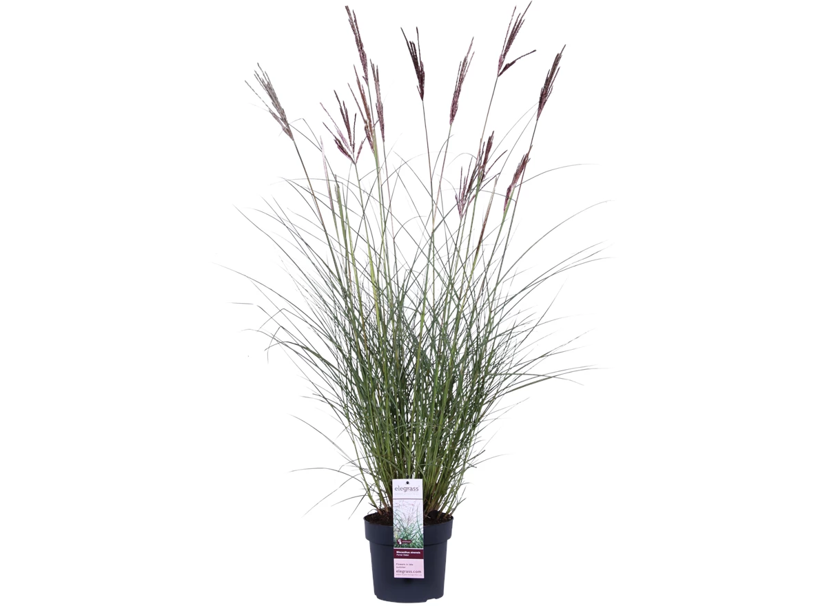 Miscanthus sinensis Ferner Osten_01.png