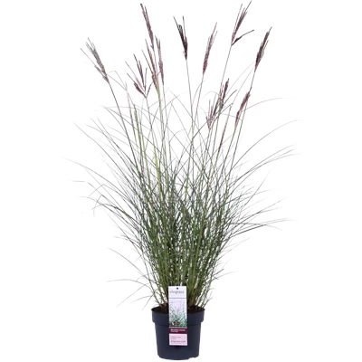 Miscanthus sinensis Ferner Osten_01.png