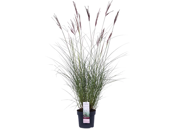 Miscanthus sinensis Ferner Osten_01.png