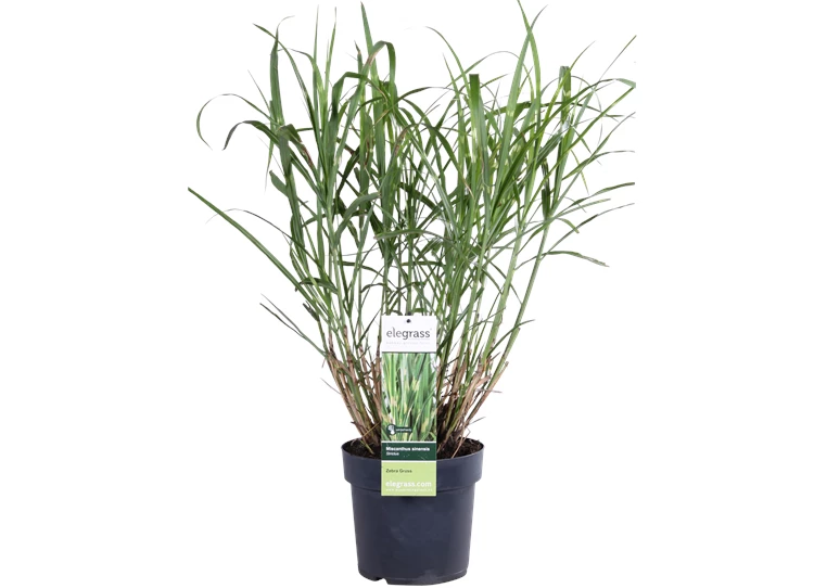 Miscanthus sinensis Strictus_02.png