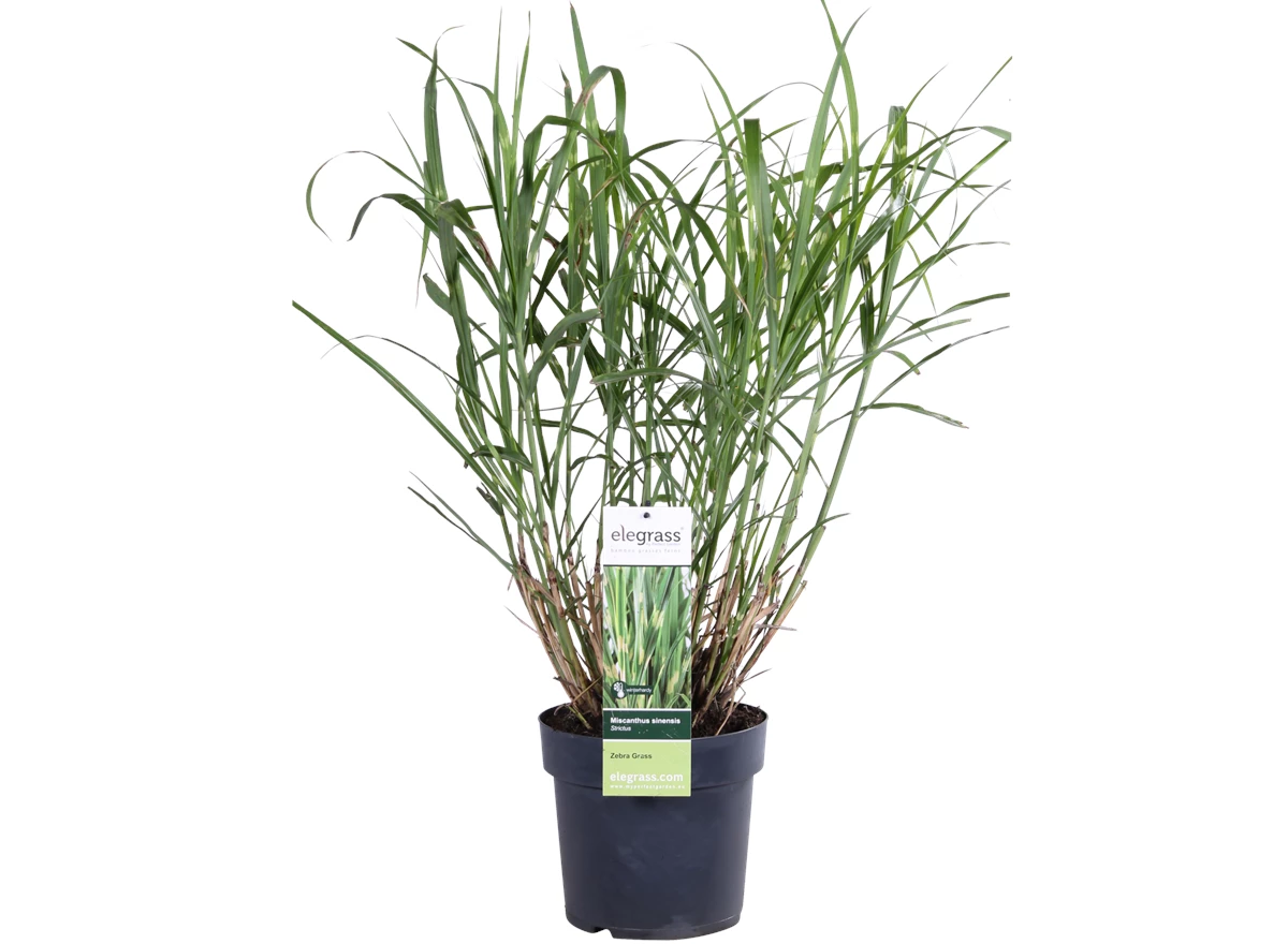 Miscanthus sinensis Strictus_02.png